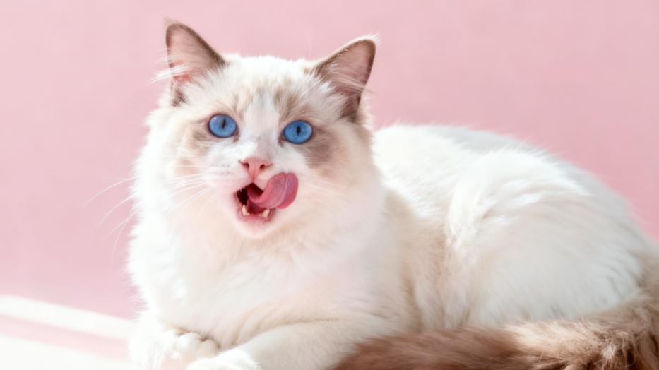 宠物挑食怎么办？我的改善经验