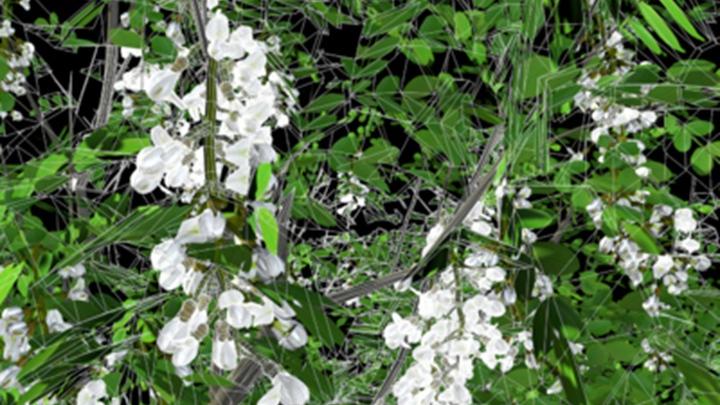 槐花腐殖酸液态肥施用技术，移动式微喷系统应用，广东阳江生态种植方案