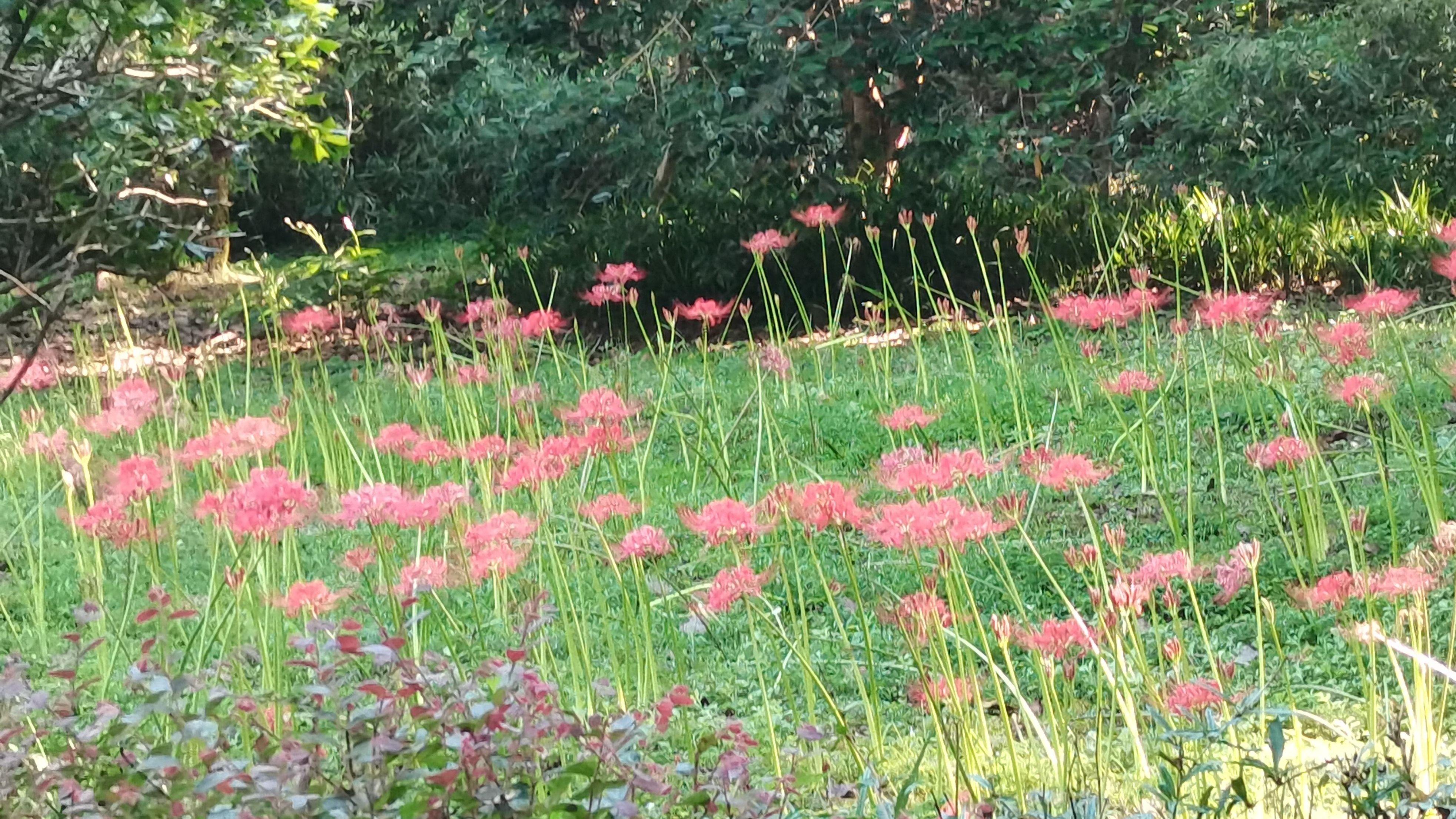 每周一日游杭州29：杭州植物园的彼岸花