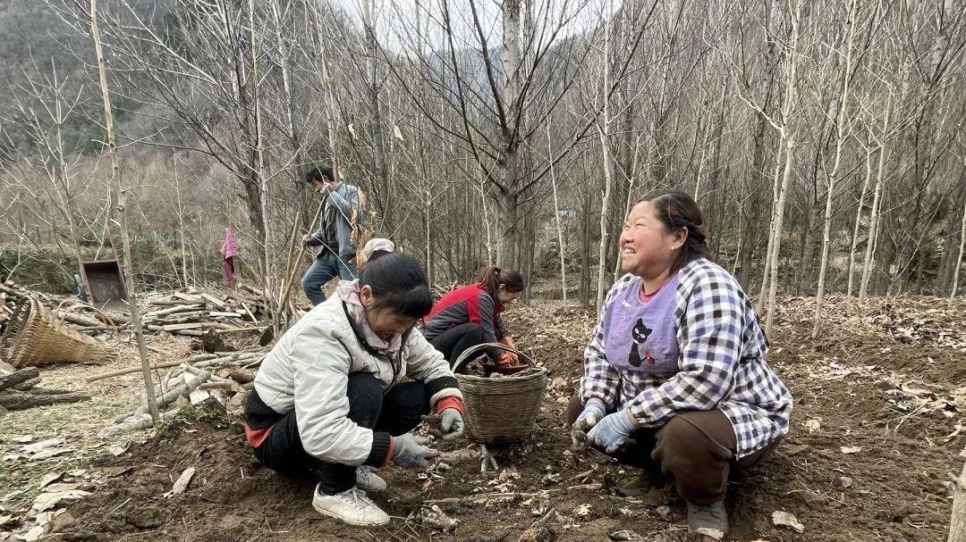 猪苓高产种植技术指南：从选址到收获全程解析