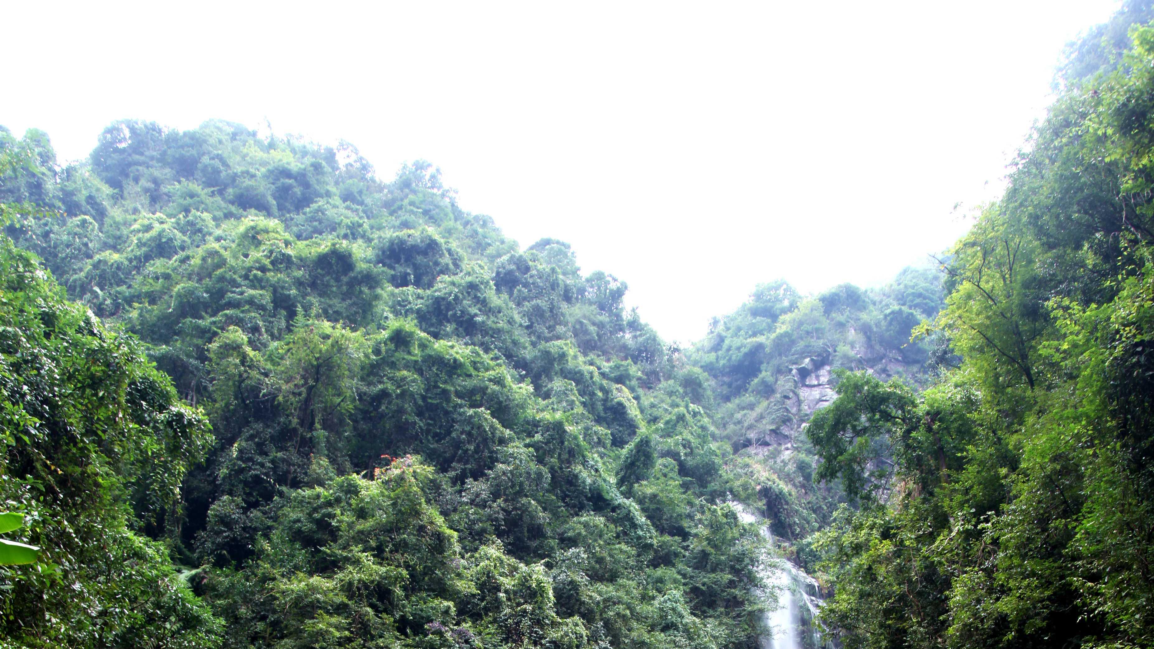 在这个广西桂林市平乐县的国家森林公园里，有这么一群人常年在大山里活动，只为干这样一件事情