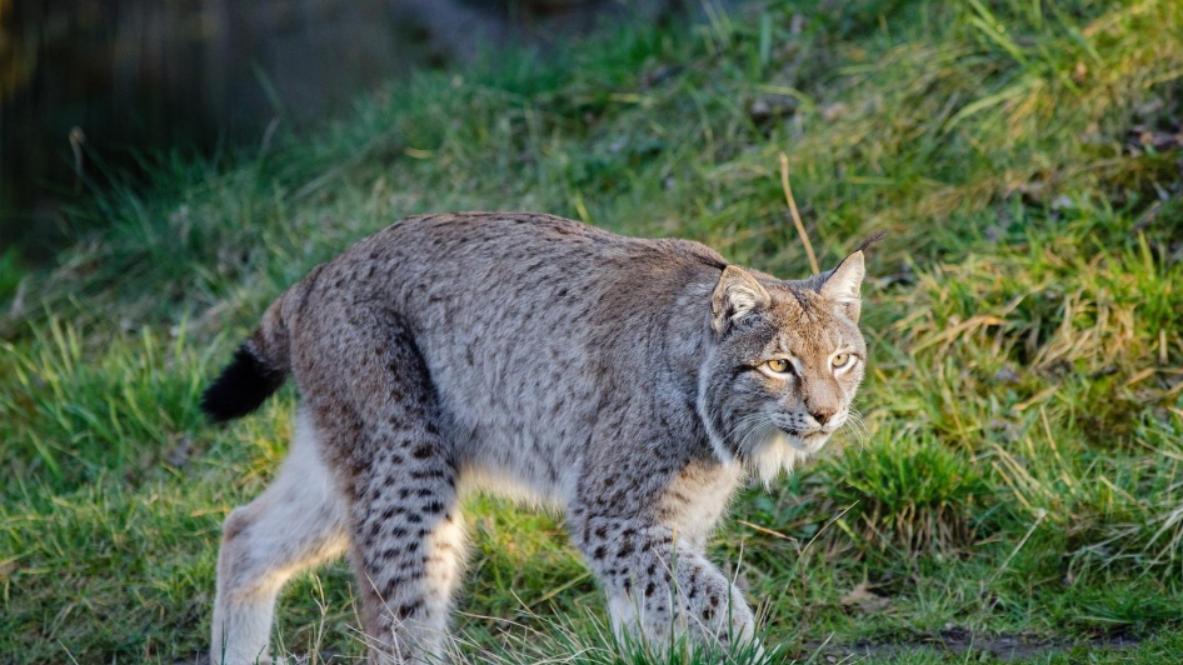 美国短尾猫详细介绍