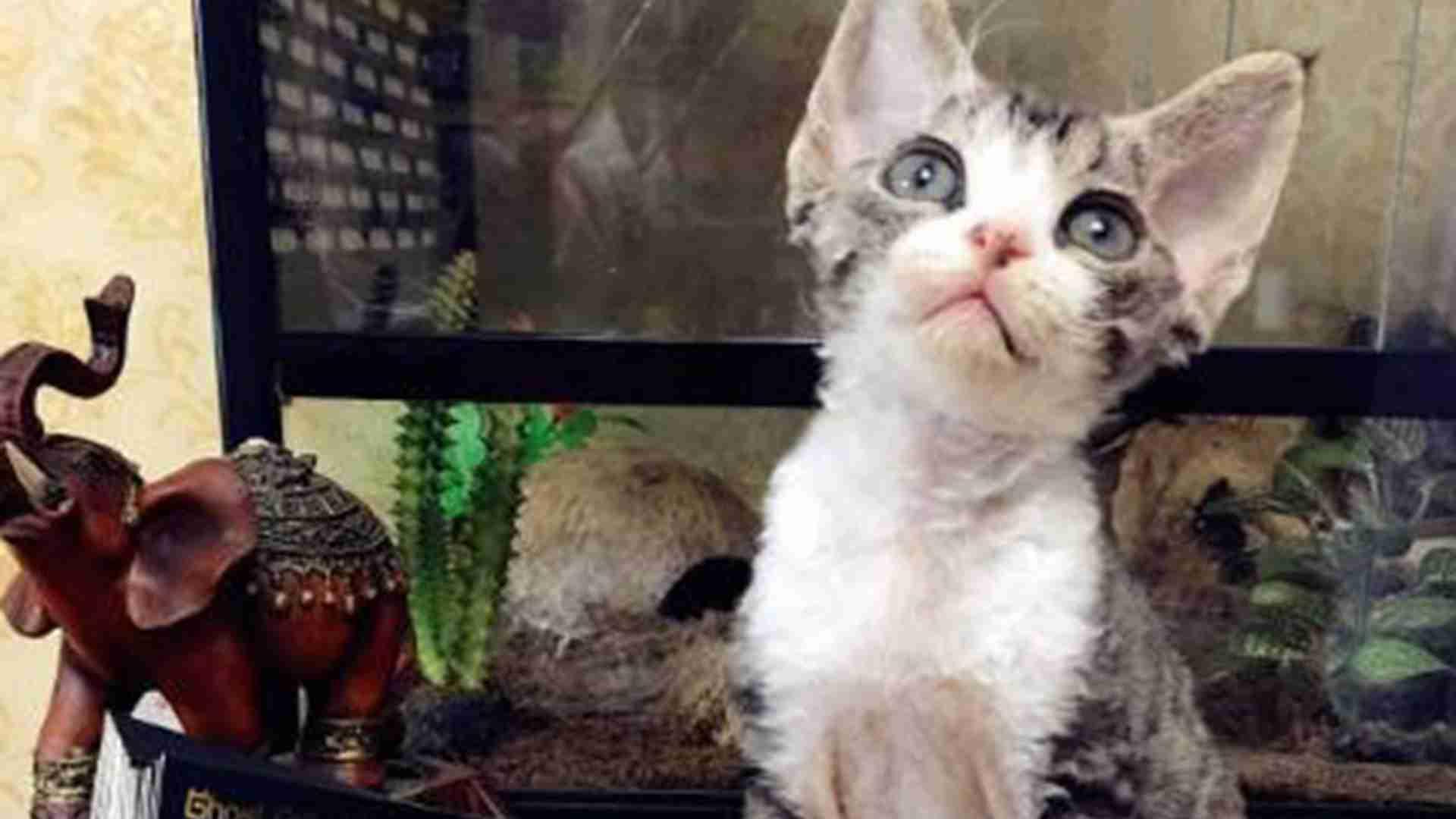 德文卷毛猫社会化，幼猫接触梯度，陌生人引入法，标记胆怯