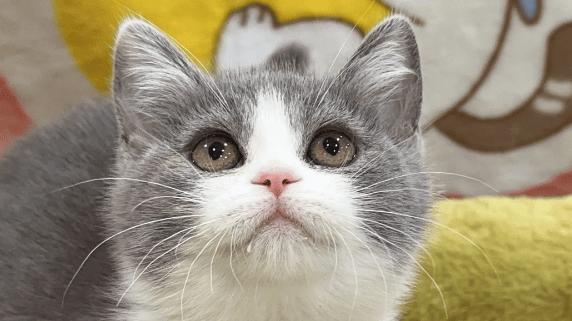 希喂和美的宠物空气净化器选哪种好？3个维度测评到底谁更值？