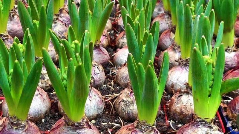 光照不足别担心，10种耐阴蔬菜推荐，轻松种植，收获满满