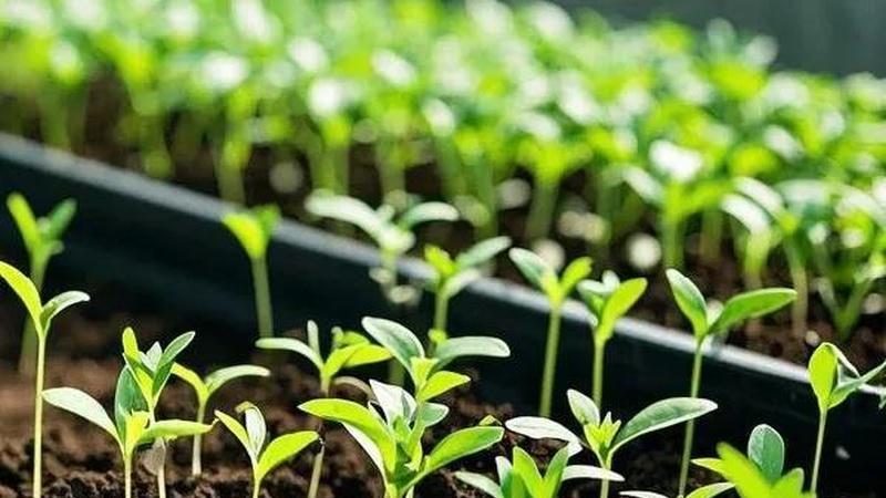 华北地区春季蔬菜种植指南，最佳时间安排，助力农民增产增收