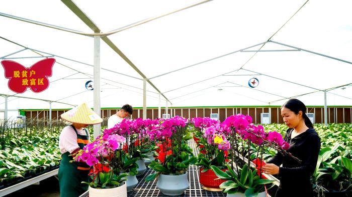 福建永定：“兰”香备战年宵 花经济催热共富年