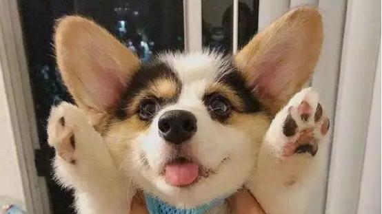 柯基犬吃什么狗粮最好？小型犬狗粮怎么选，选对了营养足还省钱