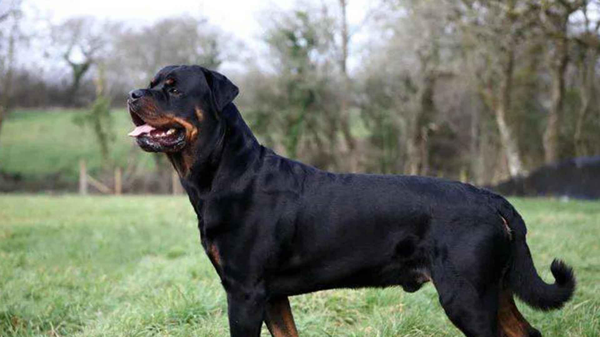 罗威纳工作犬档案，服役期行为日志，退役转岗评估，家庭适应三指标