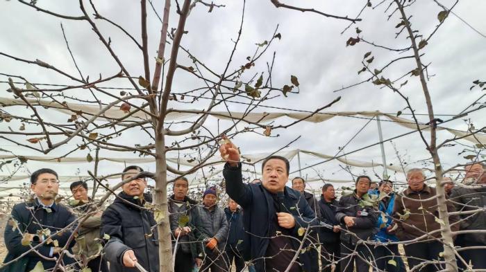 “冬闲”变“冬忙” 山西大宁果农围聚果园“充电”学艺