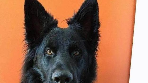 德牧玩具消毒周期，髋关节健康维护，盛夏避暑与车库训练方案