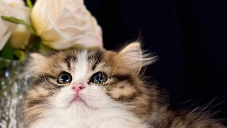 2025宠物空气净化器哪个牌子好？专家教你3招避坑，照着买准没错