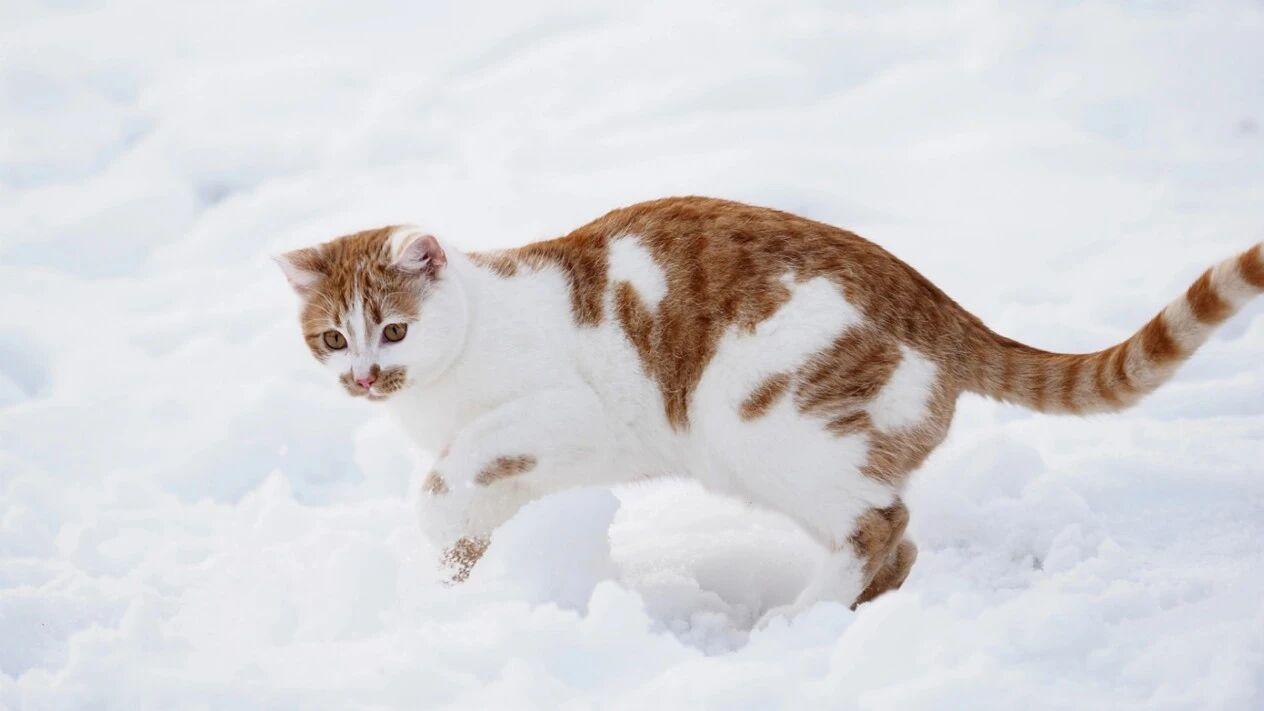 猫粮怎么选？什么猫粮口碑好性价比高？十大口碑好国产猫粮推荐