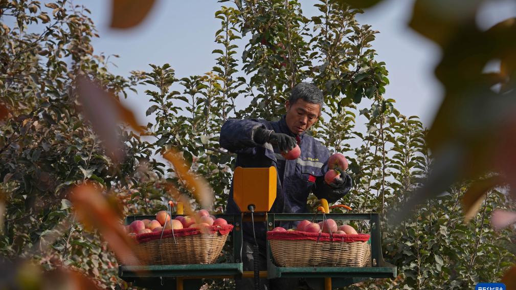 新疆阿拉尔：金秋苹果迎丰收