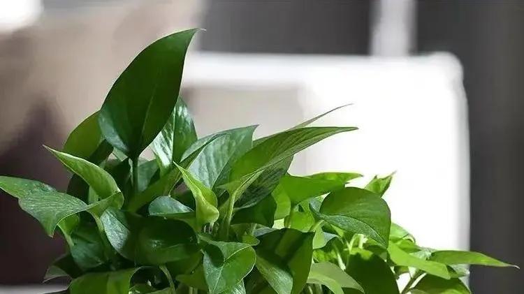 春天来了，这4种花儿爱“吃土”，赶紧给他们换盆！