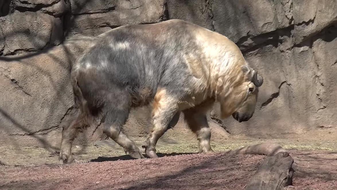 陕西西安发现多头“六不像”，被人称作秦岭杀人王，性格十分残暴