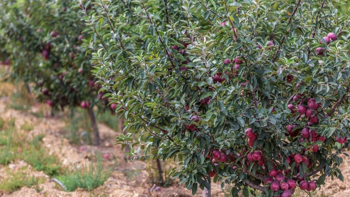 院子种桃树利弊分析：如何选择最合适的植物？