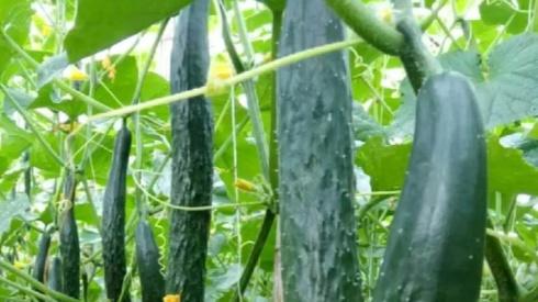 黄瓜种植常见问题解析，化瓜原因及防治措施，提高产量实用技巧