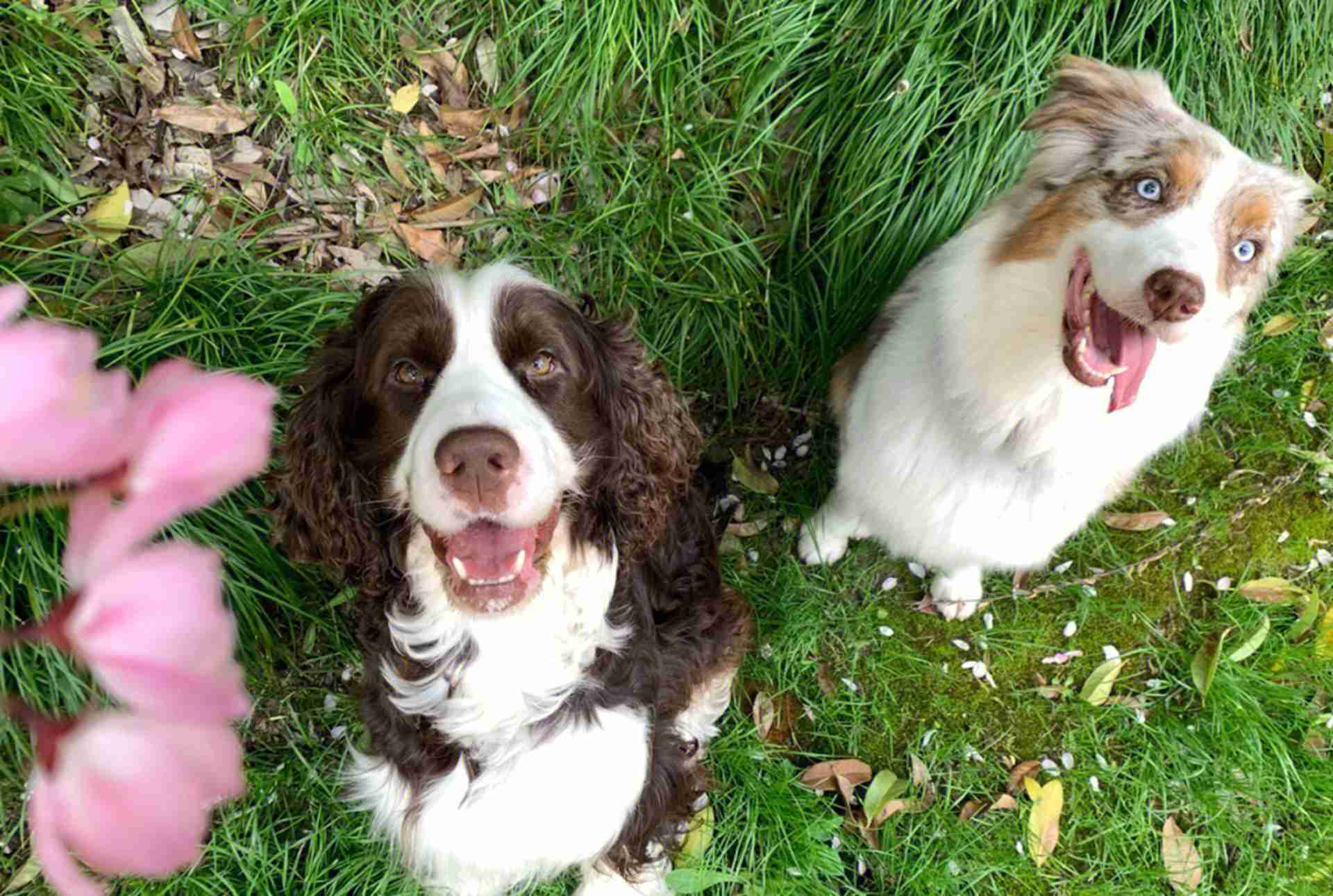 史宾格毛发DNA，犯罪现场应用，样本采集规范，司法机构合作