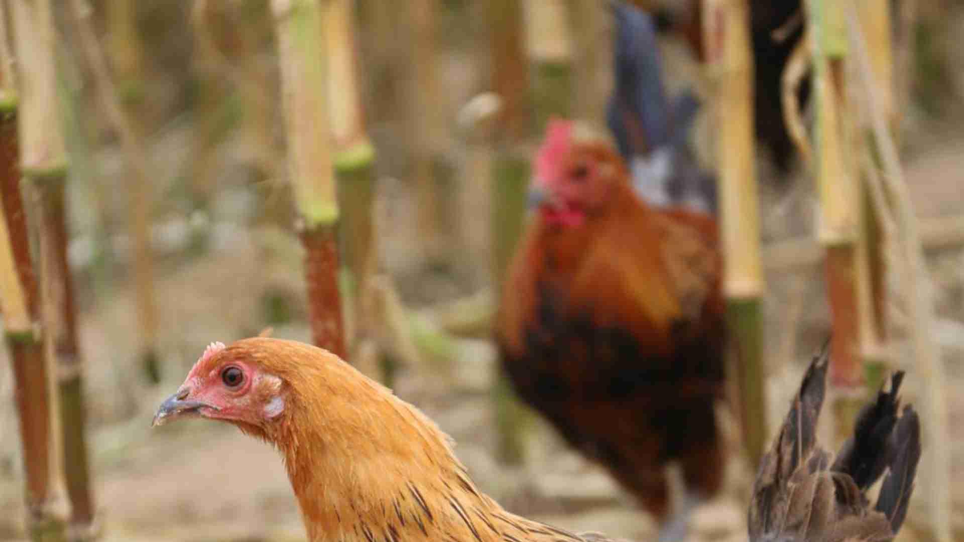 光照颜色影响，三个月研究，退伍军人分享，黄羽肉鸡生长