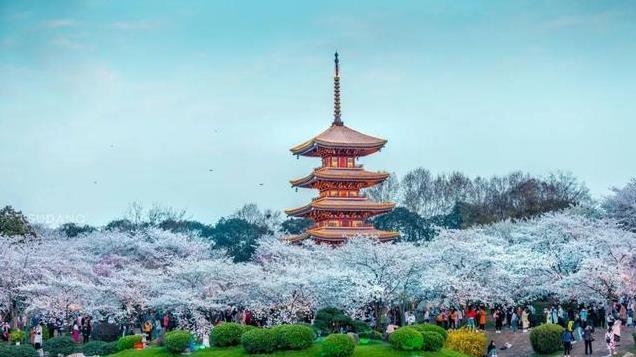 武汉33岁大厂女员工，家人逼她回村里当村官，她不想回，怎么办？
