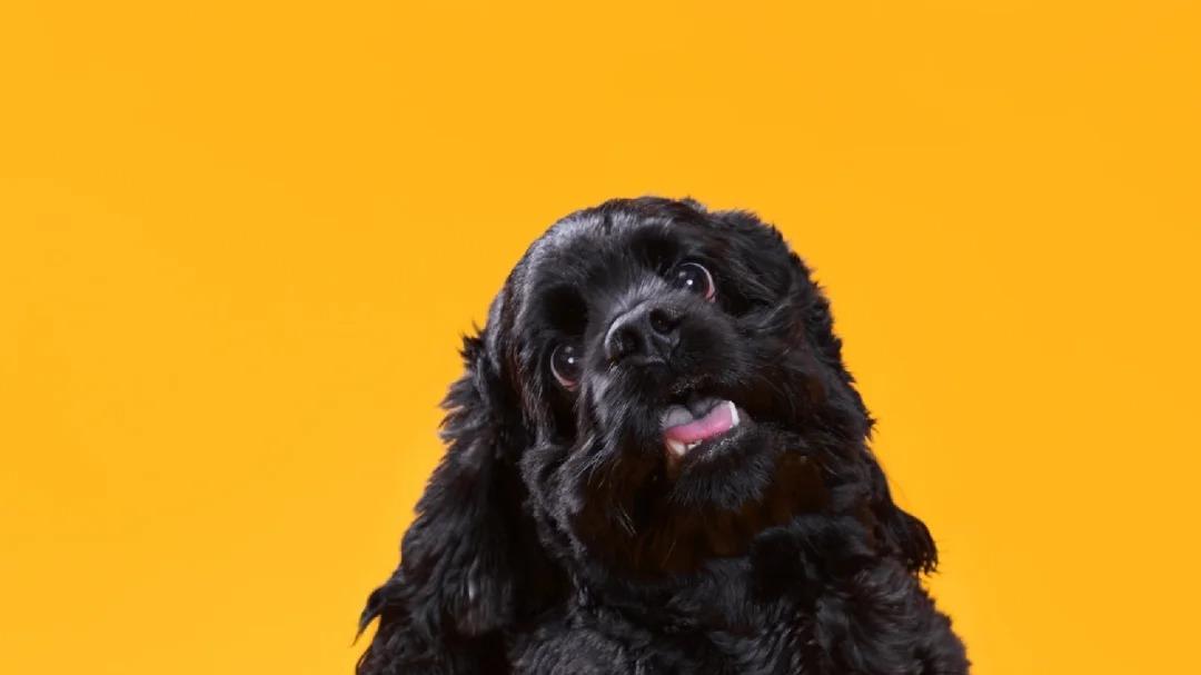 黑色宠物摄影技巧探讨：教你如何拍出完美的黑色宠物照！