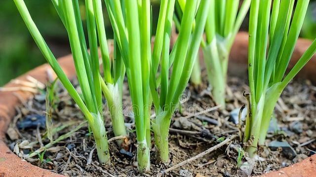 韭菜种植技巧分享，掌握这8个方法，产量提升明显，老农都称赞