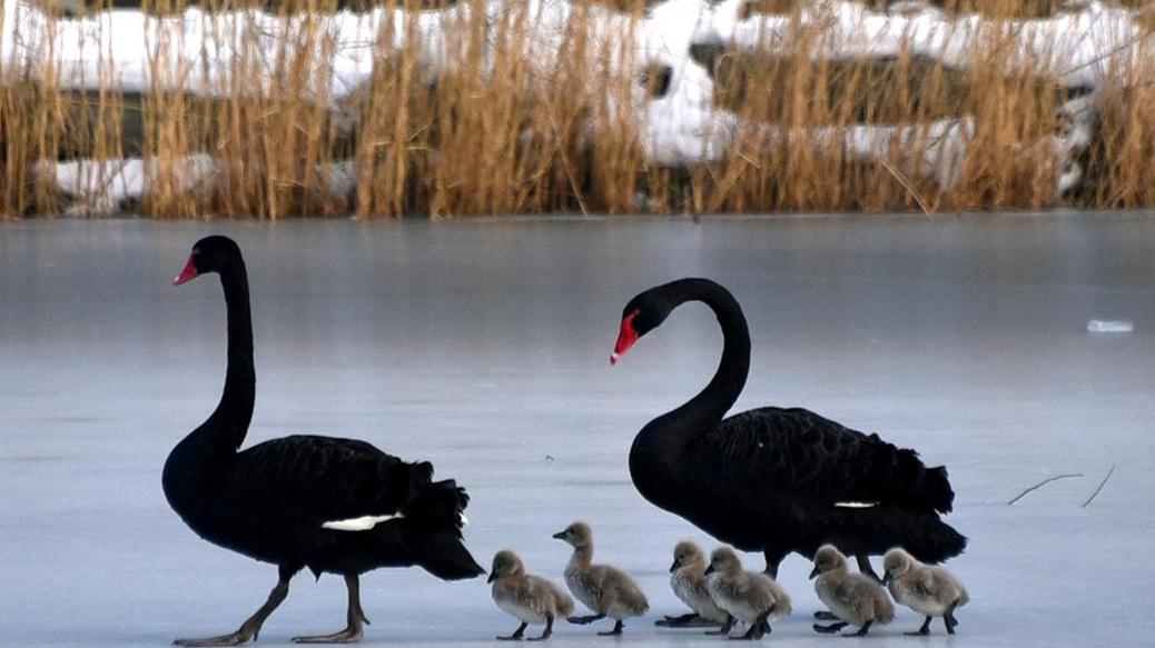 羽毛光泽养护技巧分享，黑天鹅护理日常要点，北方干燥环境加湿方案解析