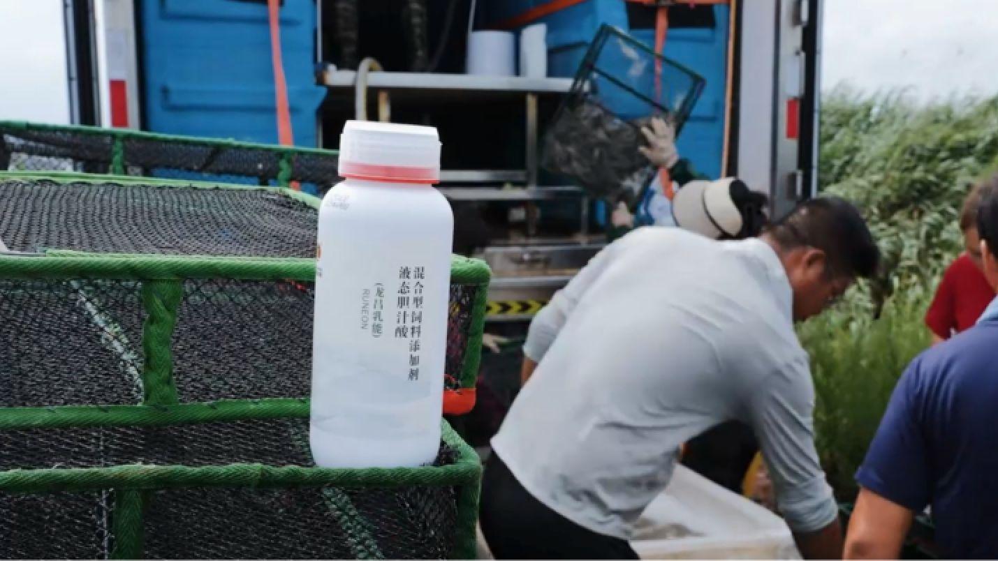 龙昌胆汁酸，让小棚虾养殖户在高压力的养殖路上走得更稳、更远！