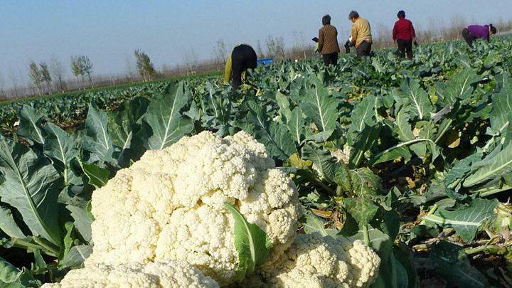椰糠基质栽培技术应用实例，海南反季花椰菜种植实践，雾化降温与冷链运输效果观察