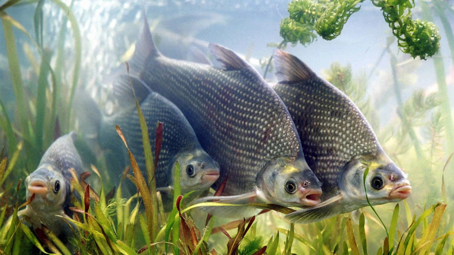 野钓的4个基本逻辑