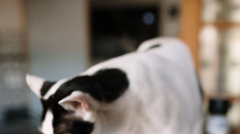 幼猫到家一周喂养清单，避开 3 个致命误区（新手必看）