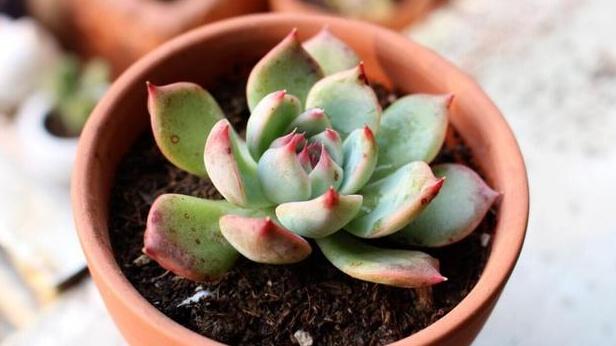 吉娃娃多肉水肥配比，五个月爆盆，学校教室养，比例要精准