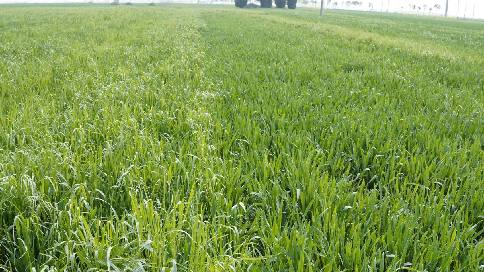 清原砜吡草唑产品瑞封田小麦田广谱封闭除草剂
