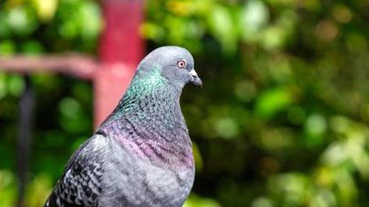 鸽子社交恐惧强化训练，换毛期护理全攻略，安全隐患避坑指南