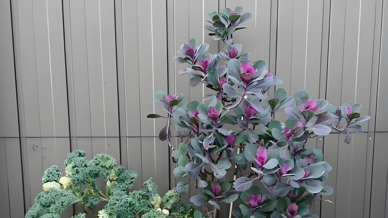 羽衣甘蓝老桩修剪指南：从修剪方法到促进生长，全面解析