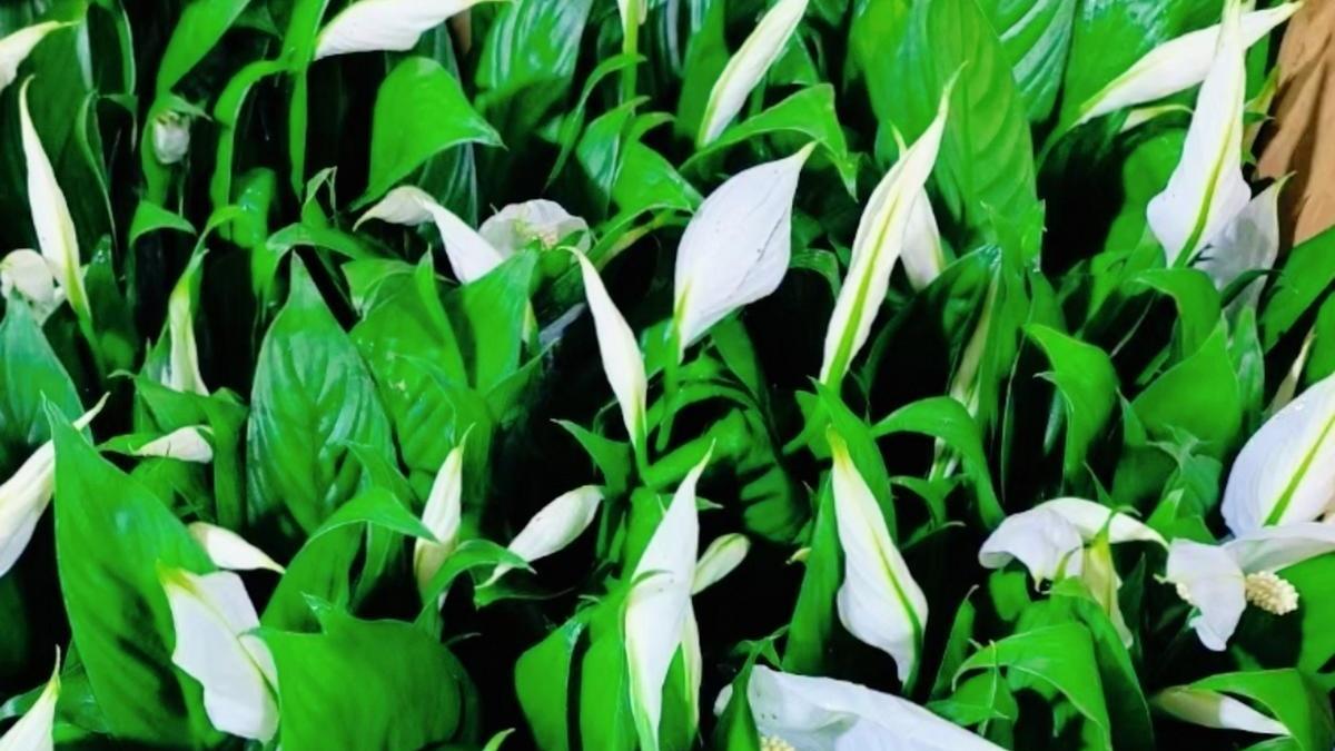 白掌仿生叶面结构，南海岛礁高盐雾，抗盐雾涂层，角质层透性分析