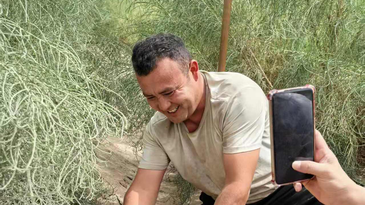 甲木沙肉苁蓉——从沙漠到您家，极致鲜活的秋冬指南