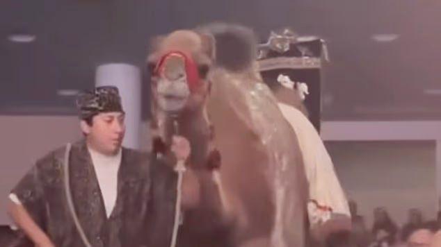 圣诞庆典突发意外！骆驼踢中女子面部致其昏迷送医