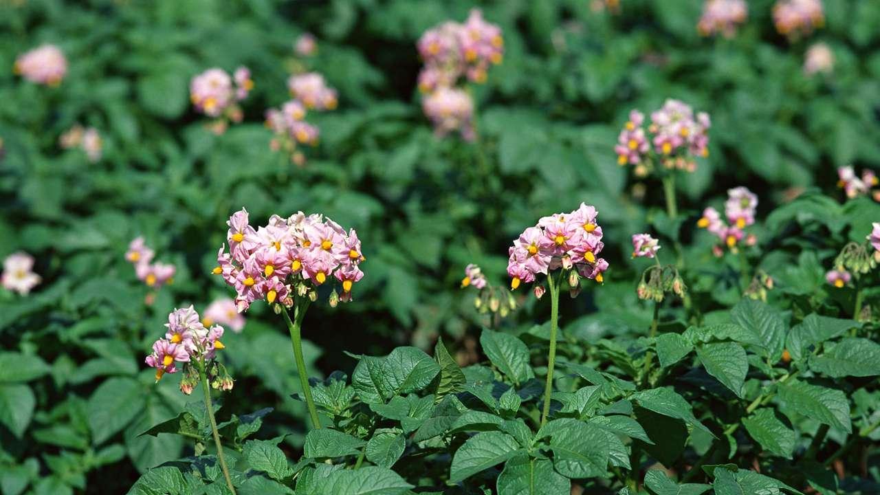 青椒高效栽培技巧，土壤管理关键，脆嫩果实美味足
