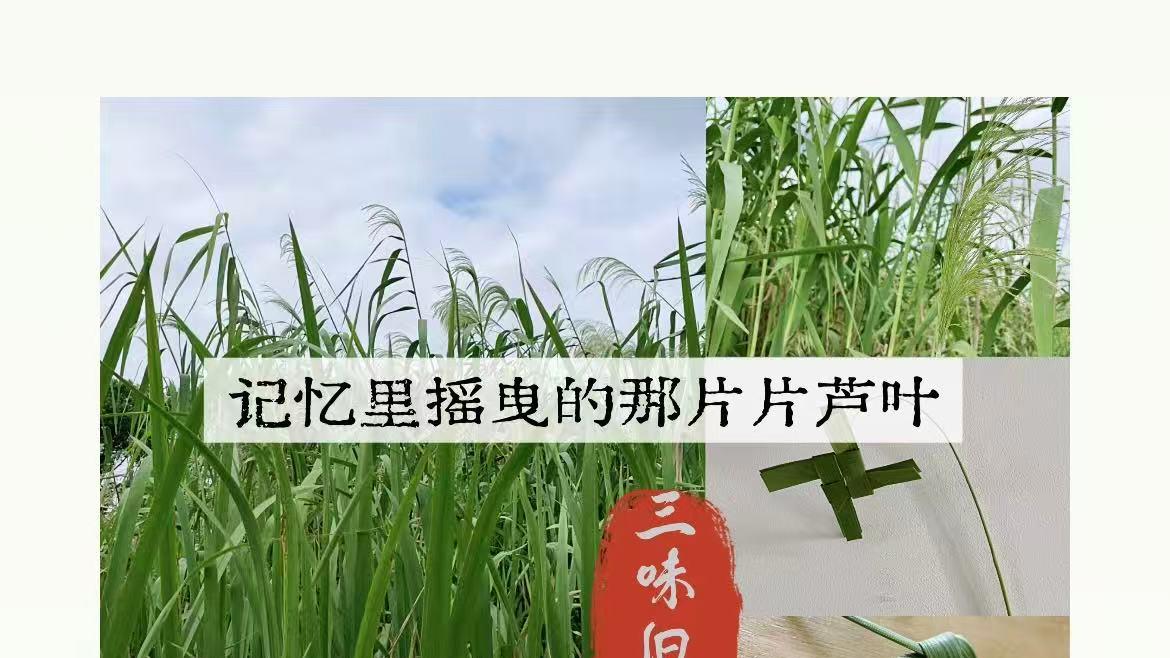 上海农村｜记忆里摇曳的那片片芦叶