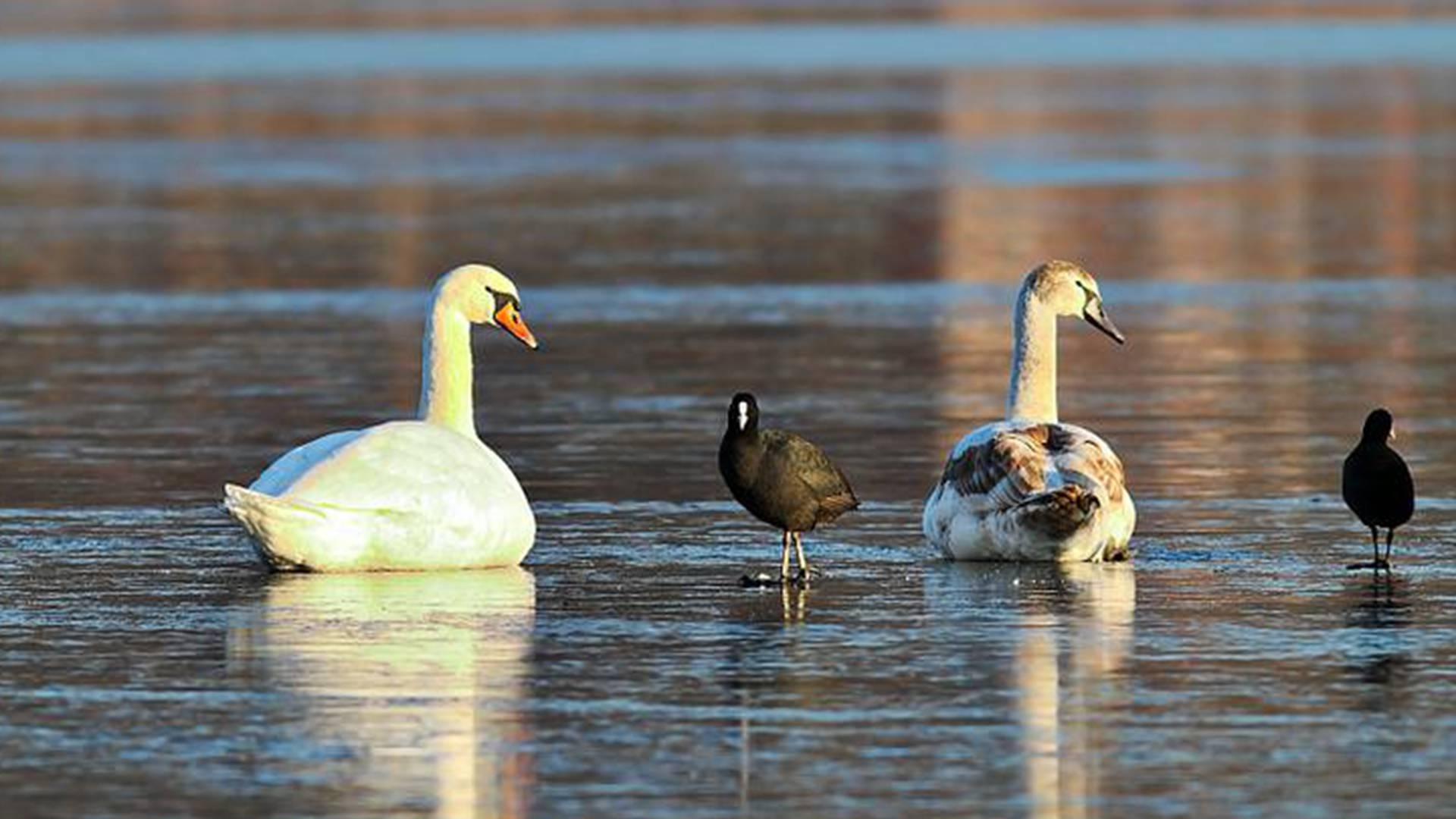 亲子互动记录全，四月驯养效果佳，圈养疣鼻天鹅群，科普教育成亮点