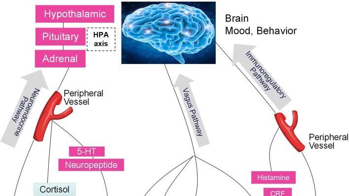 你的肠胃竟是第二个大脑？揭秘“脑肠轴”如何操控你的情绪与健康