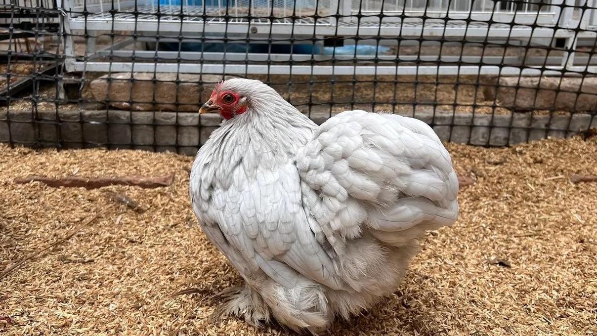 肉用鸡养殖怎样提高出栏率，科学养殖，提高效益