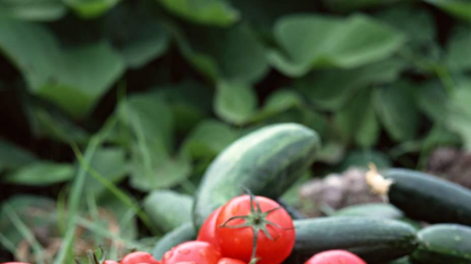 朝天椒甜椒彩椒设施栽培，补光灯延长光照，熊蜂授粉提高产量