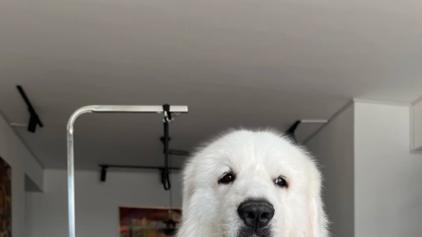 十大适合家养的大型犬，你家毛孩子上榜了吗？