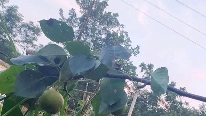 菌丝网络构建与矿质营养运输，贵州毕节喀斯特地区，核桃菌根效应研究