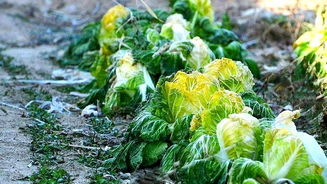 “大雪四不吃，吃了冬难安”，12月7大雪，哪4不吃？应时节乐过冬
