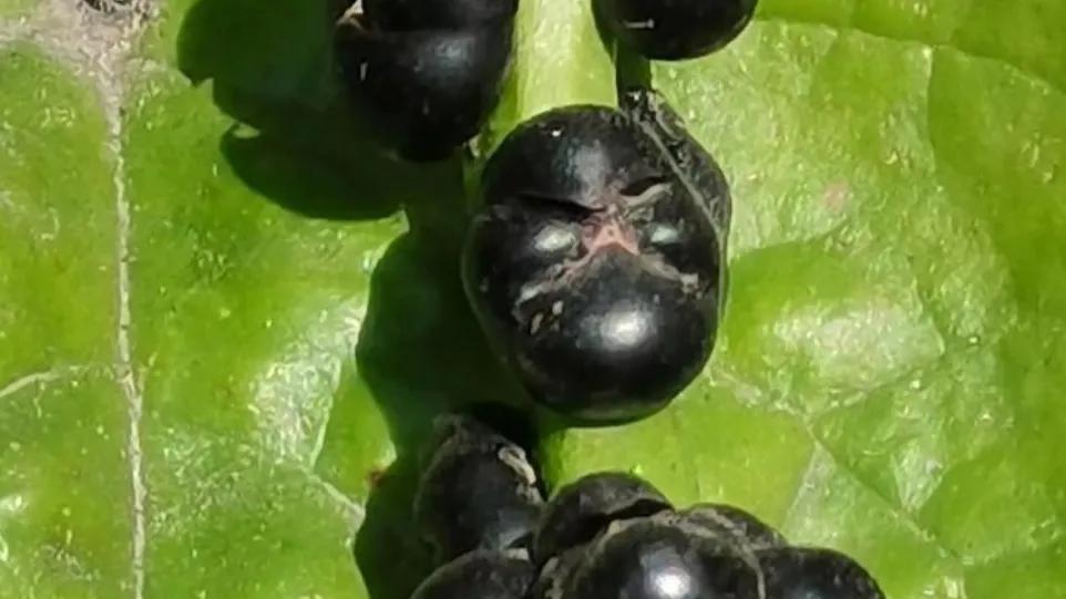 药食同源的“滑肠草”，是菜亦是药——落葵