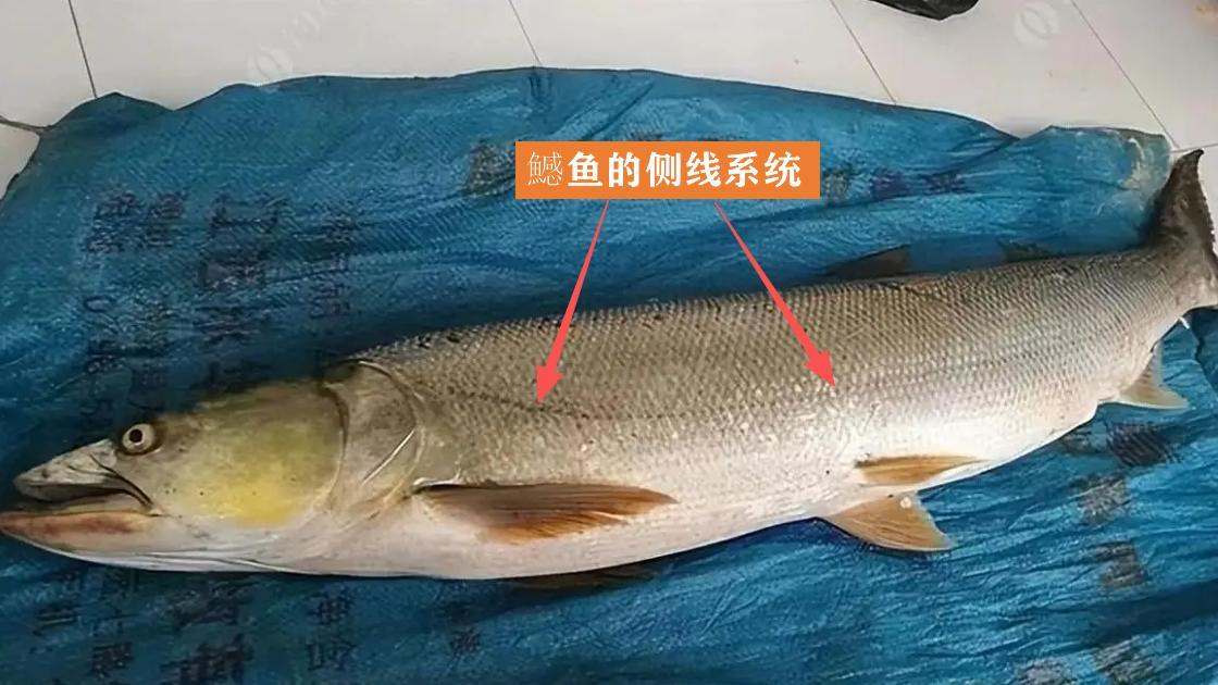 长江禁渔5年，“水老虎”鱤鱼成群出没，为防被吃掉，鳊鱼学会了保命妙招